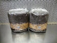 All In One Mushroom Grow Bags - Dung Lovers Bulk Substrate W Injection Port